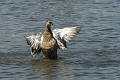 mallard, mallards, ducks,-3